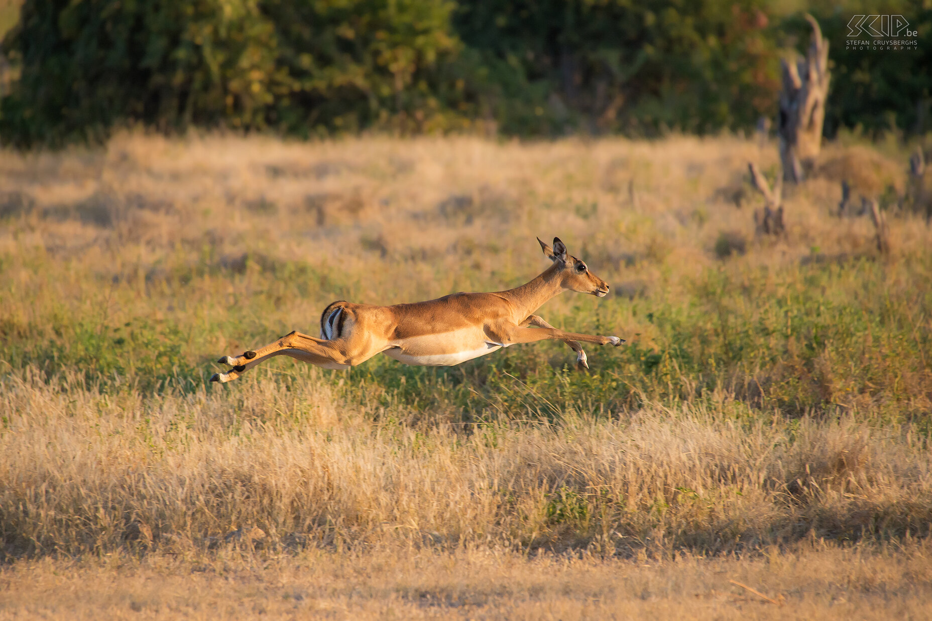 South Luangwa - Jumping impala Impalas are known for their great leaping ability, reaching heights up to 3m. Stefan Cruysberghs